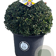 Ilex crenata Dark Green 50 cm 20L bol potgekweekt