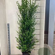 Ligustrum ovalifolium 175-200 cm 15L