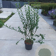 Ligustrum vulg. 'Atrovirens' 100-125 cm 10L