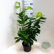 Prunus l. 'Novita' 60-80 cm 5,0L