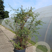 Spiraea cinerea 'Grefsheim' 125-150 cm 25L