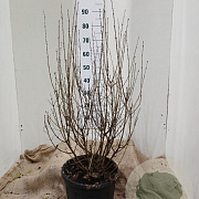 Syringa Dark Purple 80-100 cm 15L