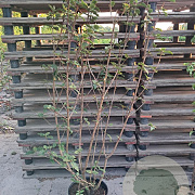 Viburnum lantana 175-200 cm 35L solitair