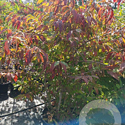 Viburnum plic. 'Mariesii' 150-175 cm 45L solitair