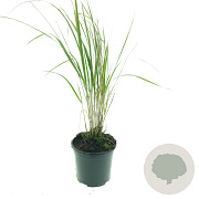Calamagrostis acut. 'Karl Foerster' GM C1.3