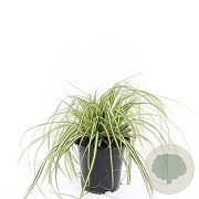 Carex oshim. 'Evergold' GM C1.3