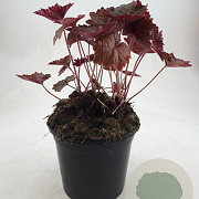 Heuchera m. 'Palace Purple' GM C1.3