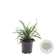 Liriope muscari 'Big Blue' GM C1.3