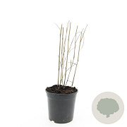 Panicum virgatum 'Heavy Metal' GM C1.3