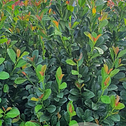 Prunus l. Bonaparte 60-80 cm met kluit