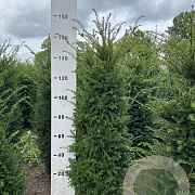 Taxus baccata 140-160 cm met kluit
