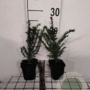 Taxus baccata GM P9