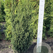 Taxus media 'Hillii' 100-120 cm met kluit