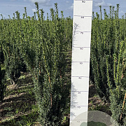 Taxus media 'Hillii' 40-60 cm met kluit