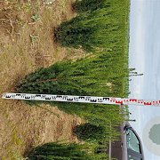 Taxus media 'Hillii' 80-100 cm met kluit