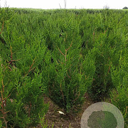 Thuja pl. 'Atrovirens' 100-120 cm met kluit