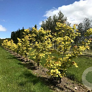 Acer cappadocicum 'Aureum' 10-12 HO container