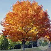 Acer cappadocicum 'Rubrum' 12-14 HO container