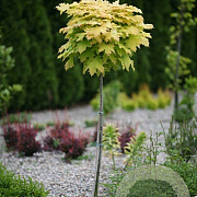 Acer plat. 'Golden Globe' 12-14 HO container 225 cm stam