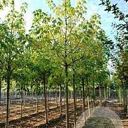 Acer negundo 12-14 HO container