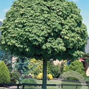 Acer plat. 'Globosum' 10-12 HO container 225 cm stam