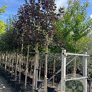 Acer plat. 'Royal Red' 12-14 HO container