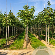 Aesculus flava 'Vestita' 10-12 HO container