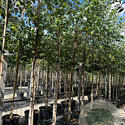 Betula nigra 12-14 HO container