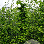 Carpinus betulus 12-14 HO draadkluit geveerd