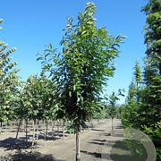 Castanea sativa 10-12 HO container