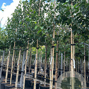 Corylus colurna 12-14 HO container