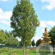 Fraxinus pen. 'Zundert' 14-16 HO container