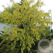 Laburnum wat. 'Vossii' 6-8 HO container