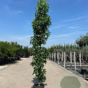 Liquidambar s. 'SlenderSilhouette' 14-16 HO container geveerd