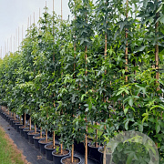 Liquidambar s. 'SlenderSilhouette' 6-8 HO container geveerd