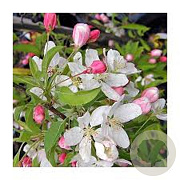 Malus Sugar Tyme 8-10 HO container