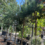 Pinus sylvestris 12-14 HO container