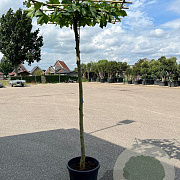 Platanus hispanica 12-14 HO container dakvorm