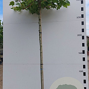 Platanus hispanica 18-20 HO container dakvorm