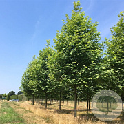 Platanus orientalis 12-14 HO container