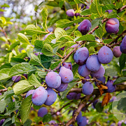 Prunus Early Prolific (Eldense Blauwe) 10-12 HA container