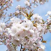 Prunus ser. 'Sunset Boulevard' 8-10 HO container
