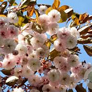 Prunus serrulata 'Shiro-fugen' 14-16 HO container