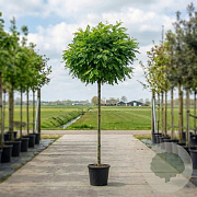 Robinia ps. 'Umbraculifera' 12-14 HO container 220 cm stam