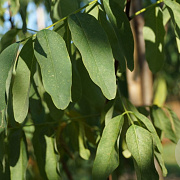 Robinia ps. 'Unifoliola' 12-14 HO container