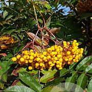 Sorbus 'Ember Glow' 12-14 HO container