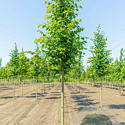 Tilia cordata 10-12 HO draadkluit