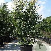 Acer davidii 200-250 cm container meerstammig
