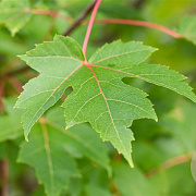 Acer freemanii Autumn Blaze 18-20 HO draadkluit 3 X verplant