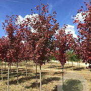 Acer rubrum 'Somerset' 10-12 HO draadkluit 2 X verplant
